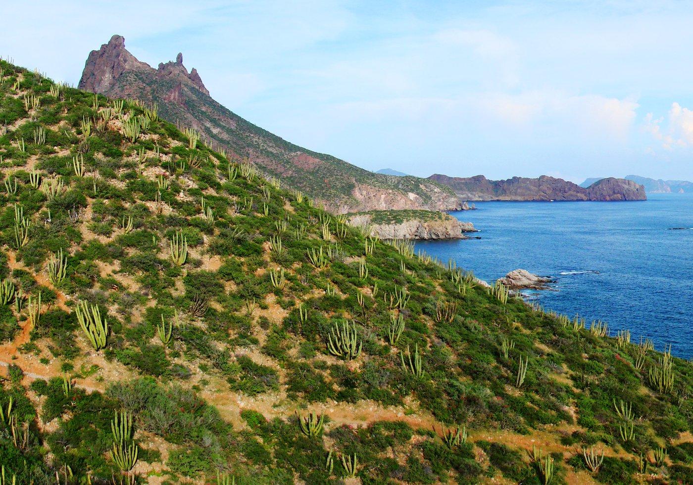 View from the San Carlos mirador: Tetakawi peak and the cactus-covered coastline above the Sea of Cortez
