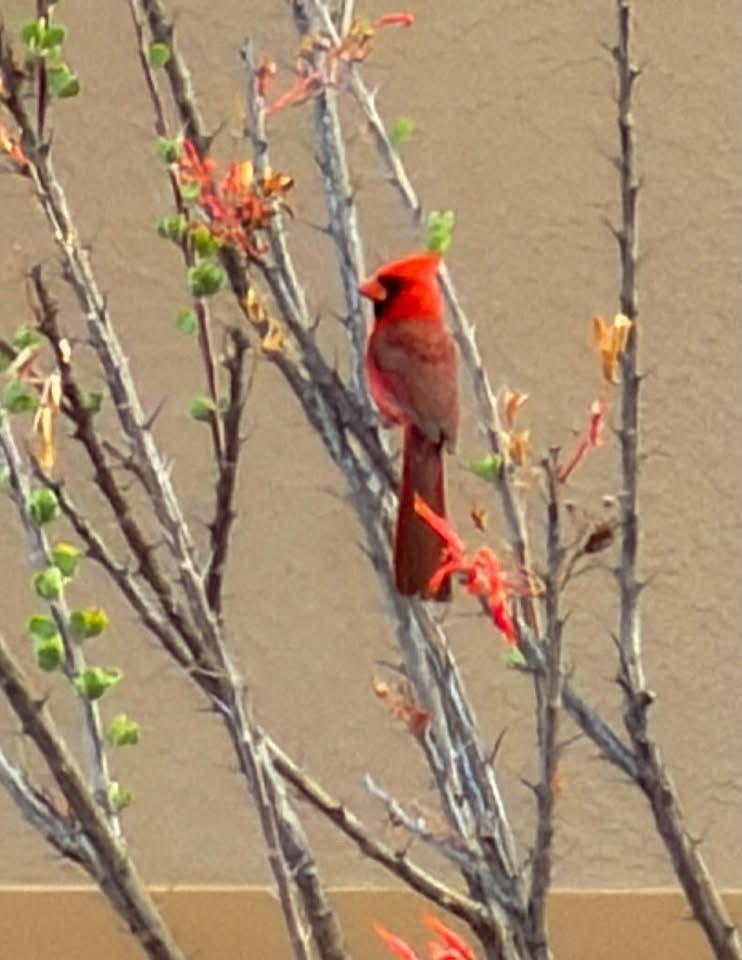 Cardinal